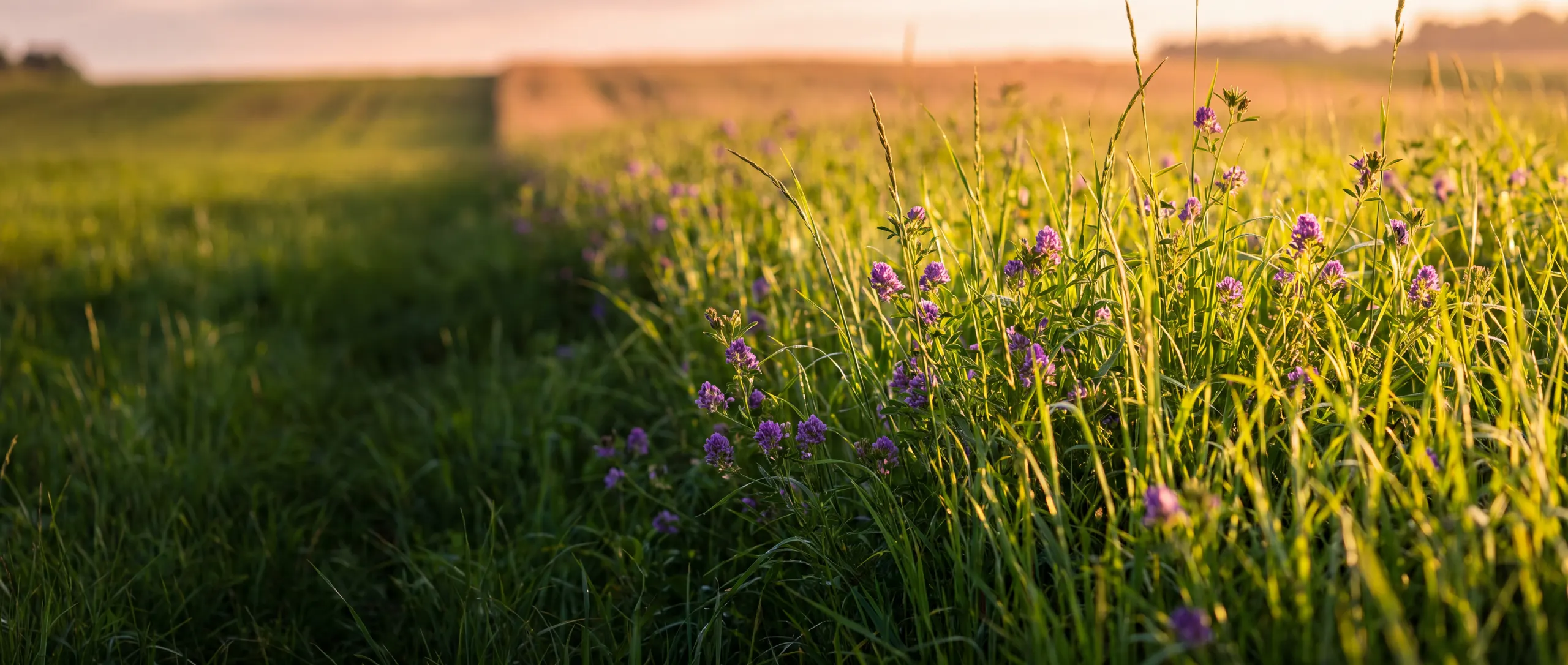 Łan mieszanki lucerny z trawami o zachodzie słońca